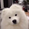 Mix animales 12 13