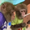 Animals 8