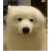 Bons adesivos 20