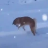 Mix animales 12 15