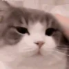 Mix animales 12 16