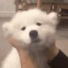 Mix animales 12 17