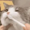 Mix animales 12 18