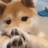 Mix animales 12 19