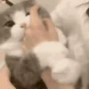 Mix animales 12 20