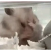 Animals 11