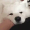 Mix animales 12 21