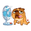 Perrito Bulldog 1 MOV. 26
