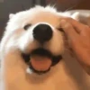 Mix animales 12 22