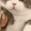 Mix animales 12 23