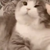 Mix animales 12 24