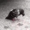 Animals 12