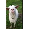 FunnyGifs 19