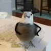 Animals 13