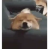 Mix animales 12 25