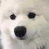 Mix animales 12 26