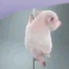 Animals 15