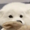 Mix animales 12 27
