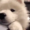 Mix animales 12 28