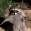 Animals 16