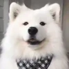 Mix animales 12 29