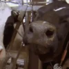 Animals 17