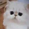 Cats🐱⛧1🇪🇸Movi 6