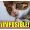 Cats🐱⛧1🇪🇸Movi 9
