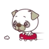 Good Luck Pug MOV. 11