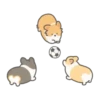 ️Football Corgi MOV. 11