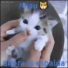Cats🐱⛧1🇪🇸Movi 13