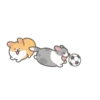 ️Football Corgi MOV. 13