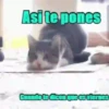 Cats🐱⛧1🇪🇸Movi 18