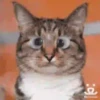Cats🐱⛧1🇪🇸Movi 20