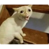 Meme pack 22