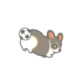 ️Football Corgi MOV. 19
