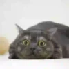 Cats🐱⛧1🇪🇸Movi 22