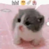 Cats🐱⛧1🇪🇸Movi 25