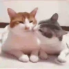 Cats🐱⛧1🇪🇸Movi 28