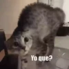 Gatitos y mas ️ 5