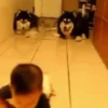 Animalitos ‍ 1 Movi 5