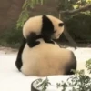 Animalitos ‍ 1 Movi 6