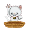 ️ Pop and energetic! fluffy cats Mov 6