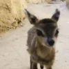 Animalitos ‍ 1 Movi 8