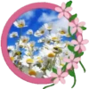 Primavera🏵️🔫1🇲🇽Movi 8