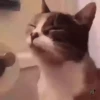 Gatitos y mas ️ 9