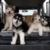 Animalitos ‍ 1 Movi 10