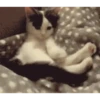 Gatitos y mas ️ 12