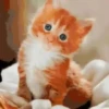 Animalitos ‍ 1 Movi 12