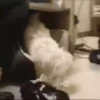 Gatitos y mas ️ 14